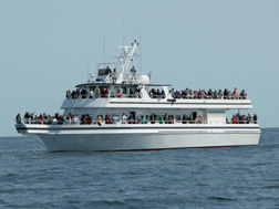 Cape Cod Private Whale Watching Cruises